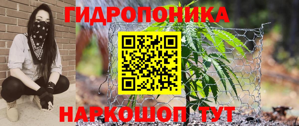 Каннабис сатива Шатура